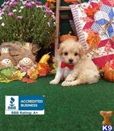 maltipoo puppy posted by Rhonda Wallace